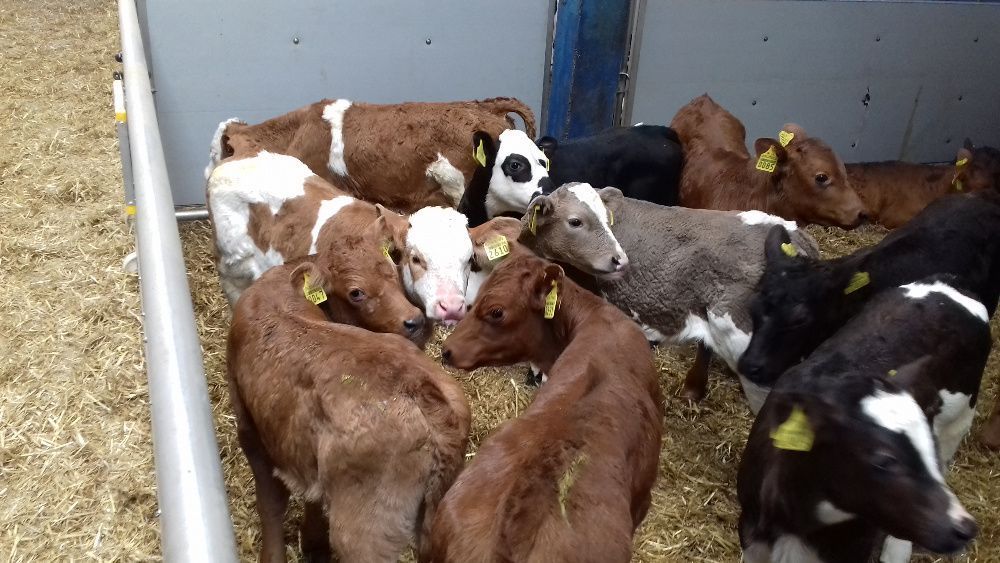 Cielęta, cielaki, byczki oraz jałówki mięsne, MM,MS,HF transport