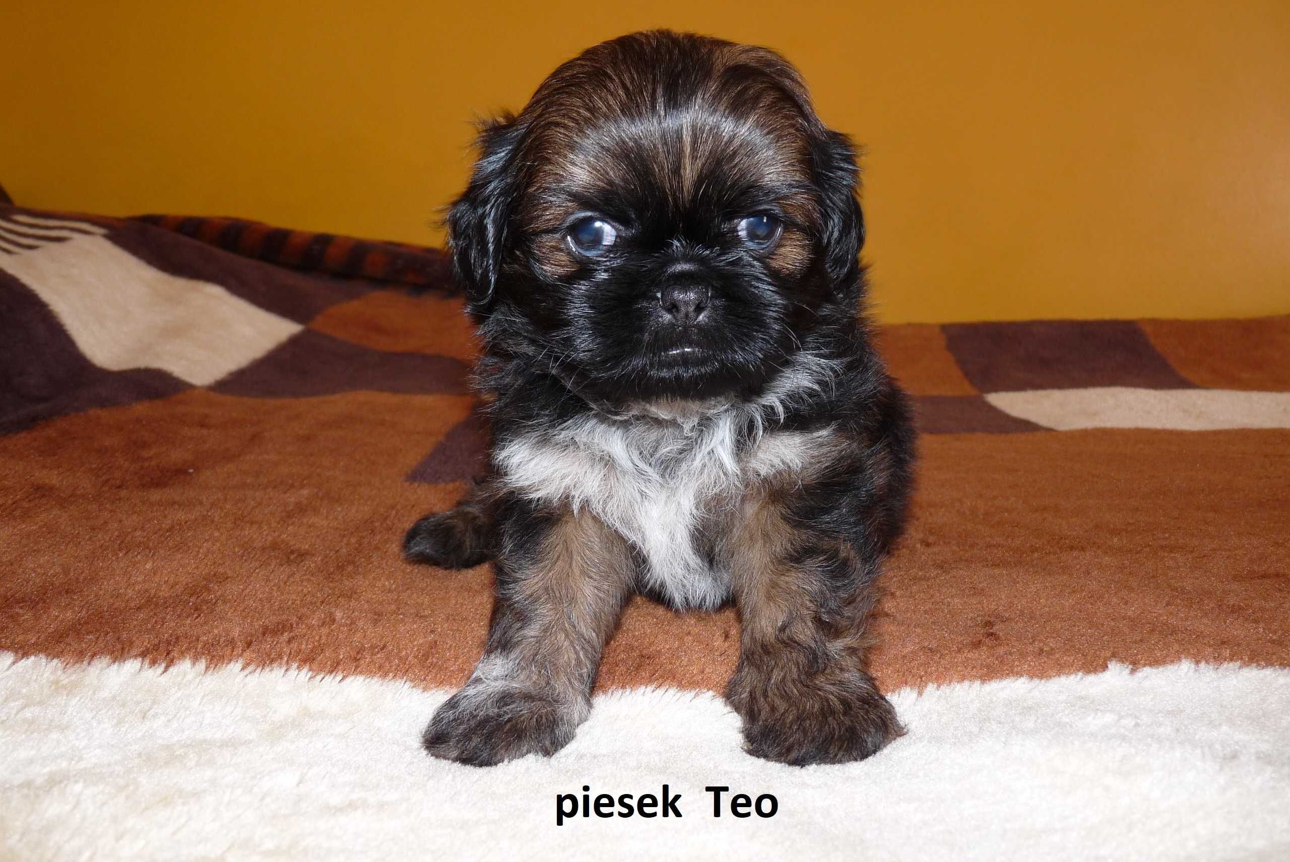 Shih Tzu, piesek Teo do odbioru od 9 sierpnia.