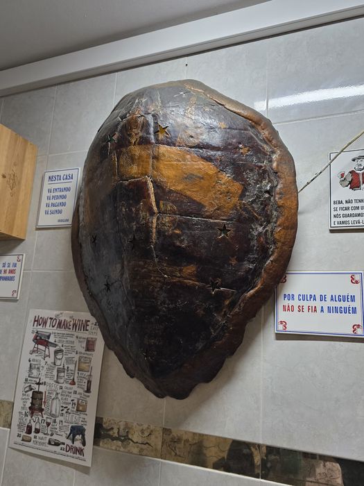 Carapaça de Tartarura