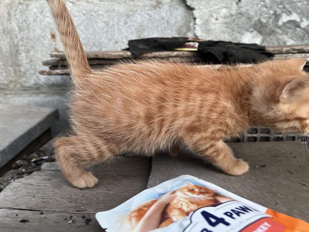 Домашні котики подарую.