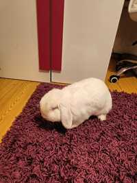 Królik mini lop samiec