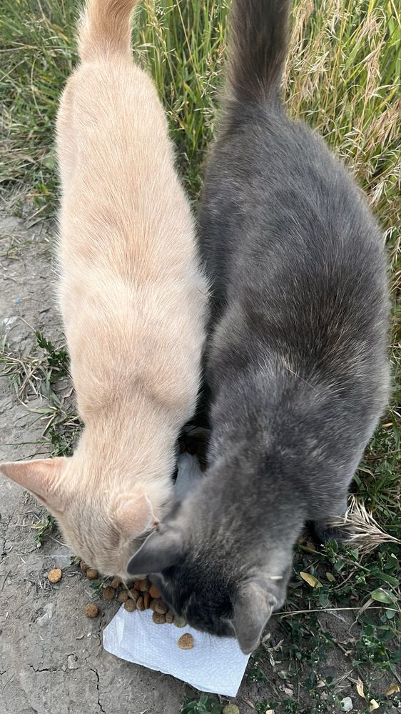 СРОЧНО, котята ищут дом