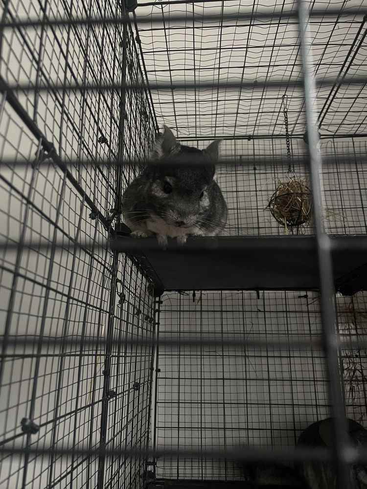 Adopcja- szynszyle razem z klatką