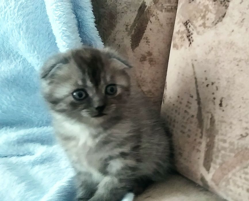 Табі голубий дим