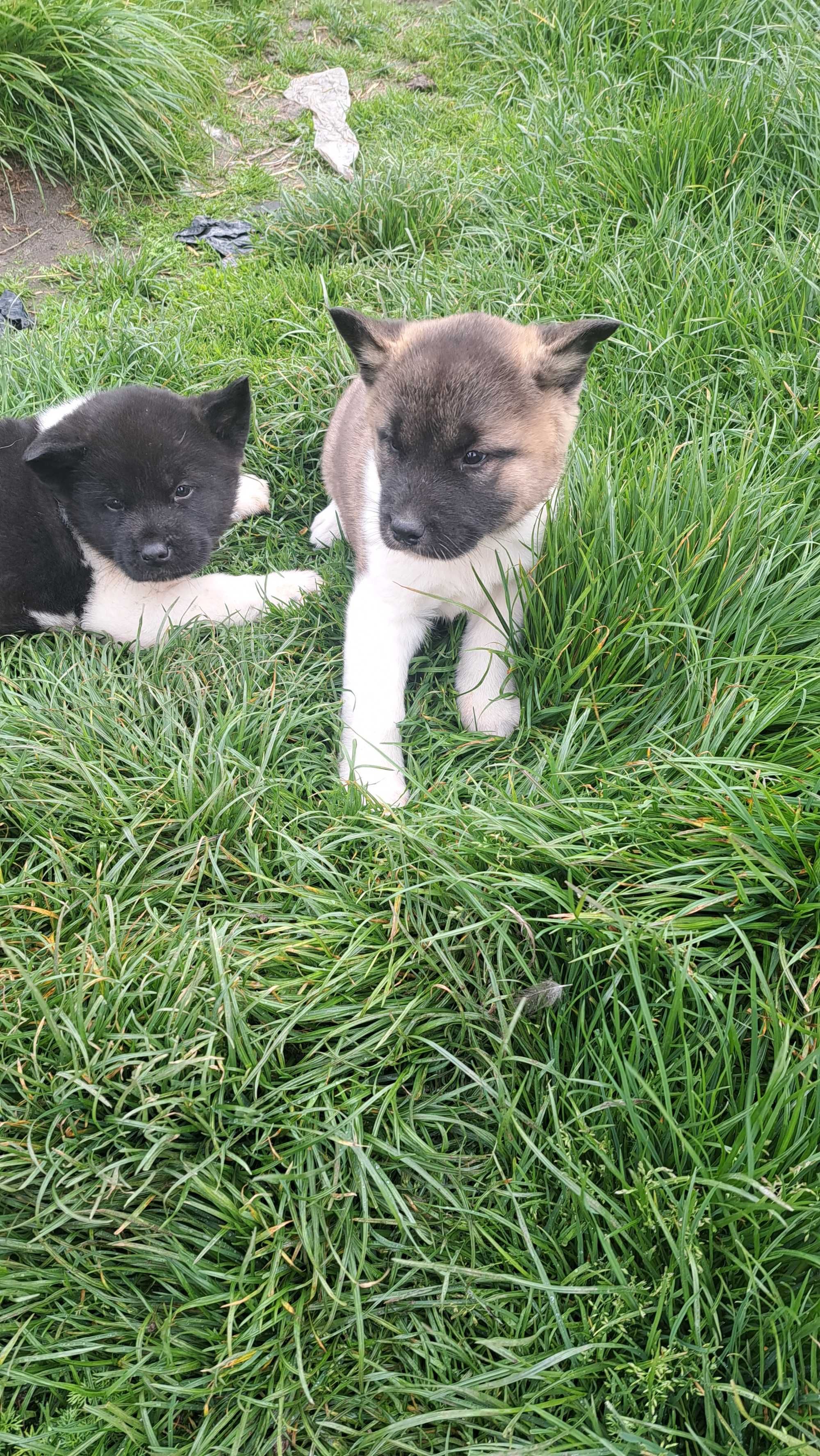 Akita amerykańska piekna suczka