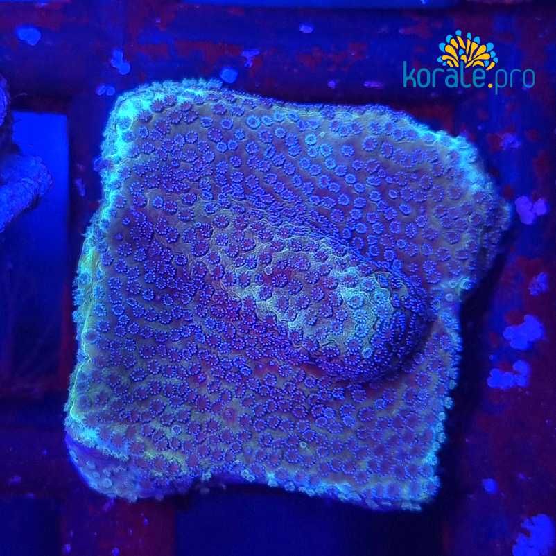 Montipora Blueberry Pie koralowiec akwarium morskie koralowce