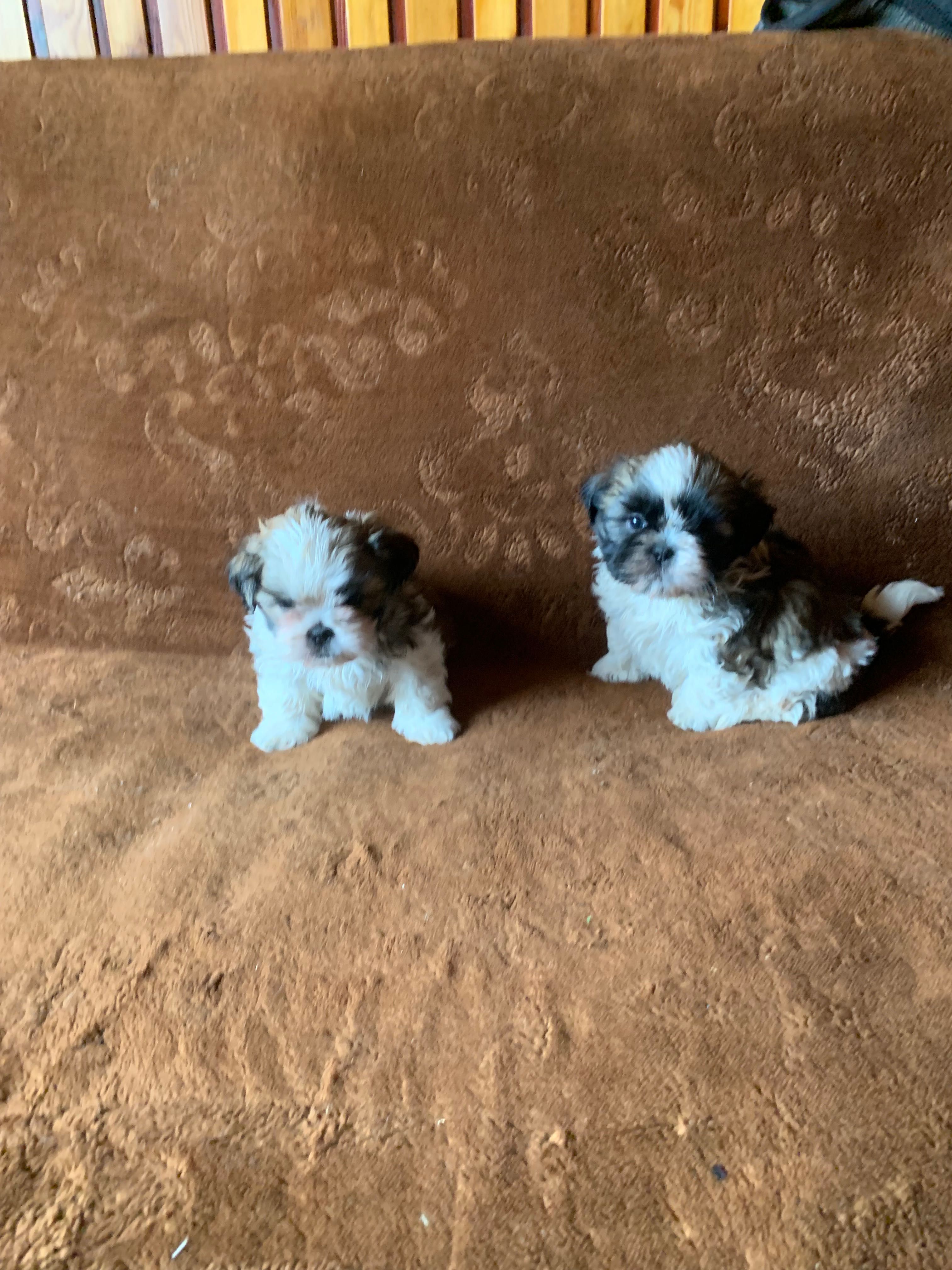 Sprzedam Shih tzu