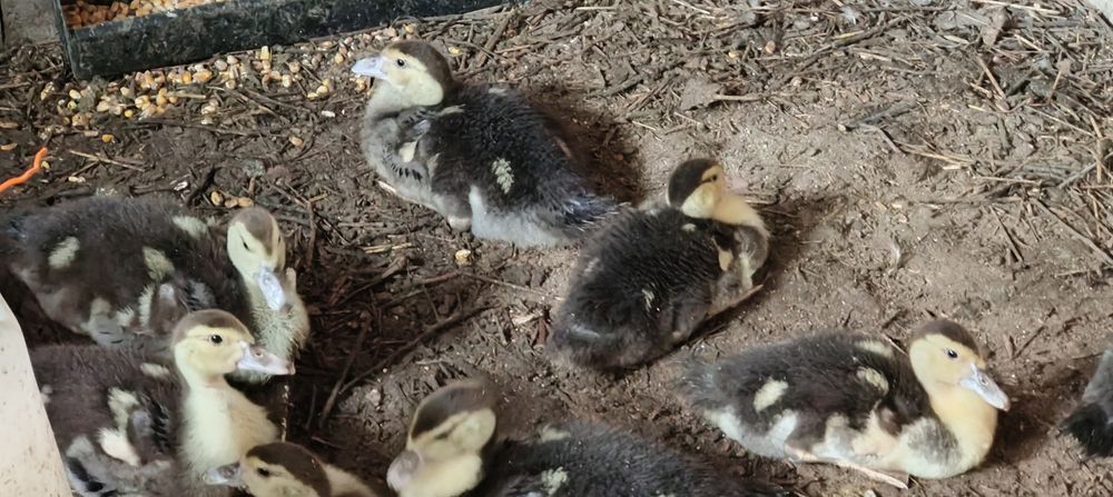 Pata muda com 12 filhotes.