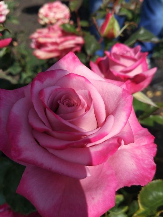 Продам саженцы роз -Осенью-Весной Летом оптом .кусты роз / окулянт.От