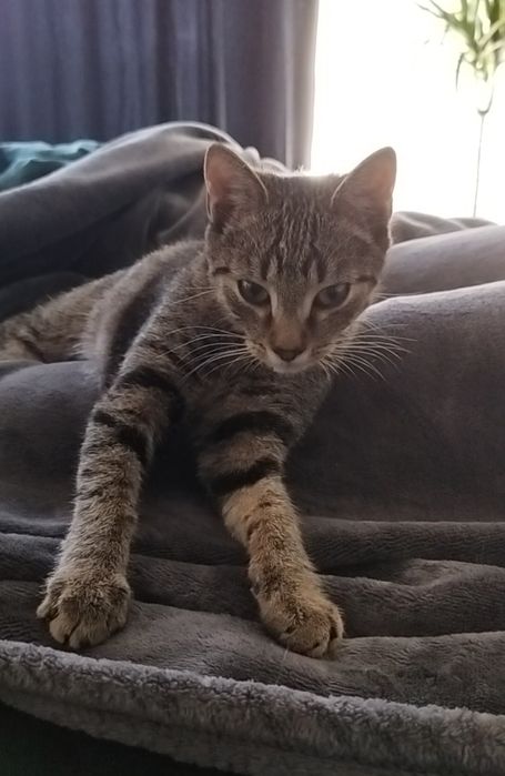 Oddam kotkę dla rodziny