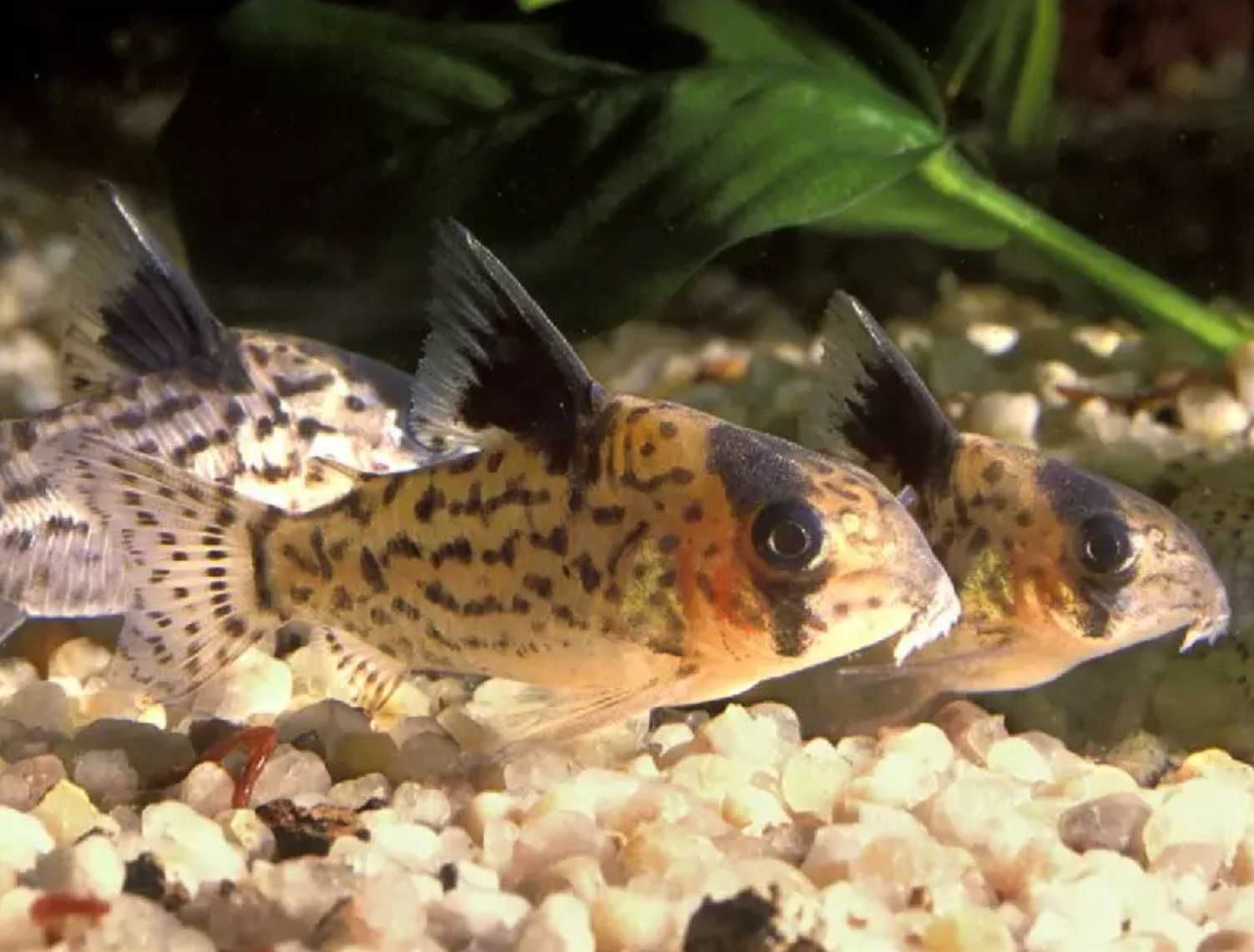 Kirys fioletowy - Kirysek przyprószony - Corydoras leucomelas - dowóz