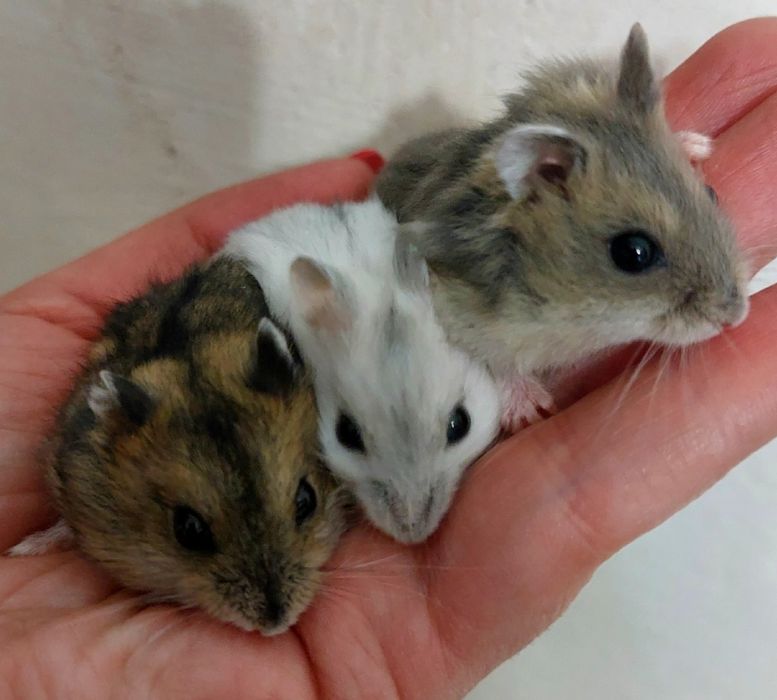 Джунгарські  хом'ячки