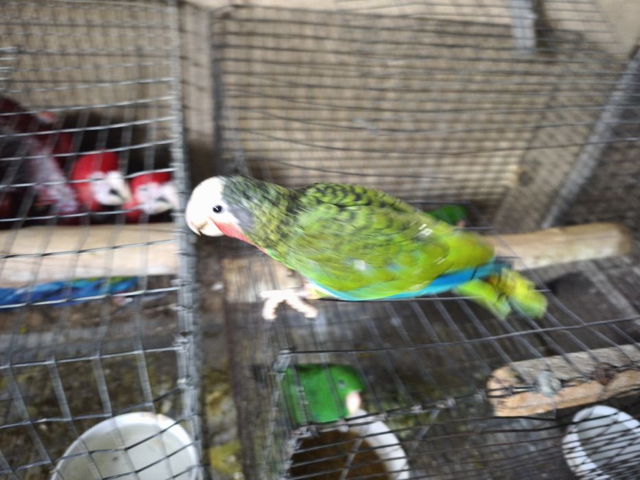 Papagaio Amazonas cubanos leucocephala para acabar de criar a mão