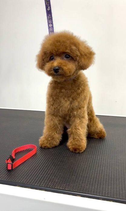 Пудель red дівчинка, маленька