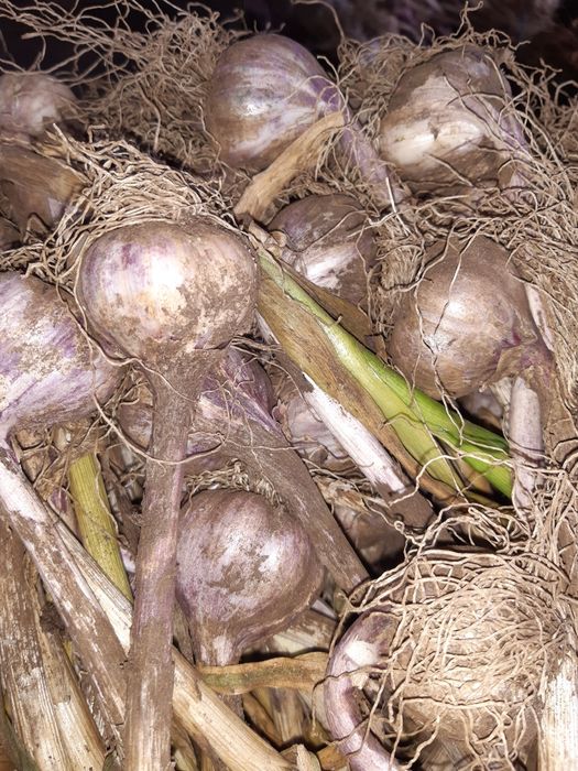 Czosnek Polski Harnaś