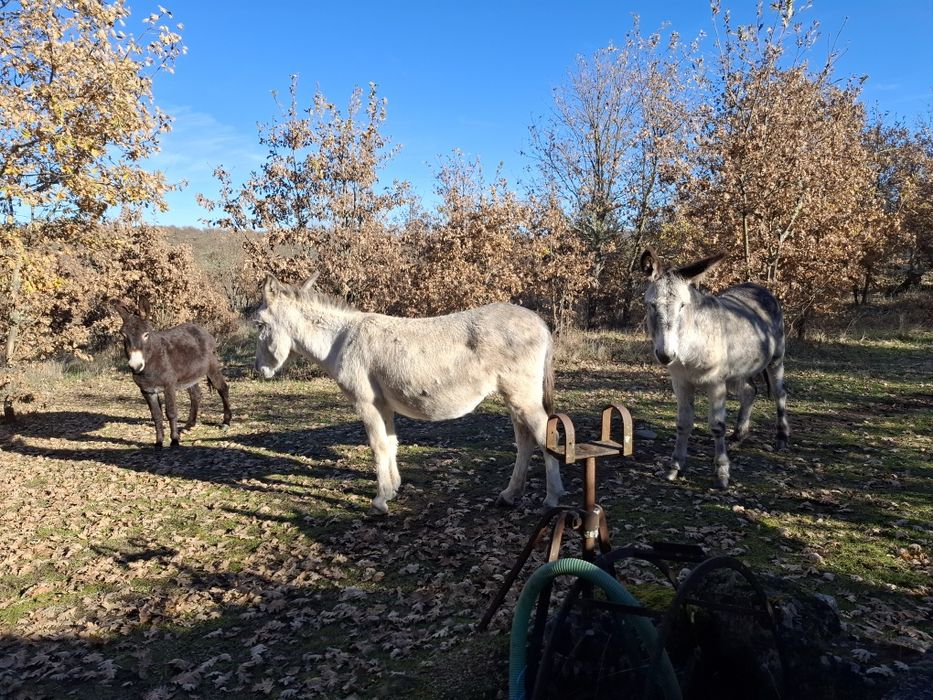 Vendo burras,todas prenhas
