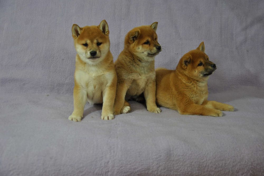 Shiba inu piesek