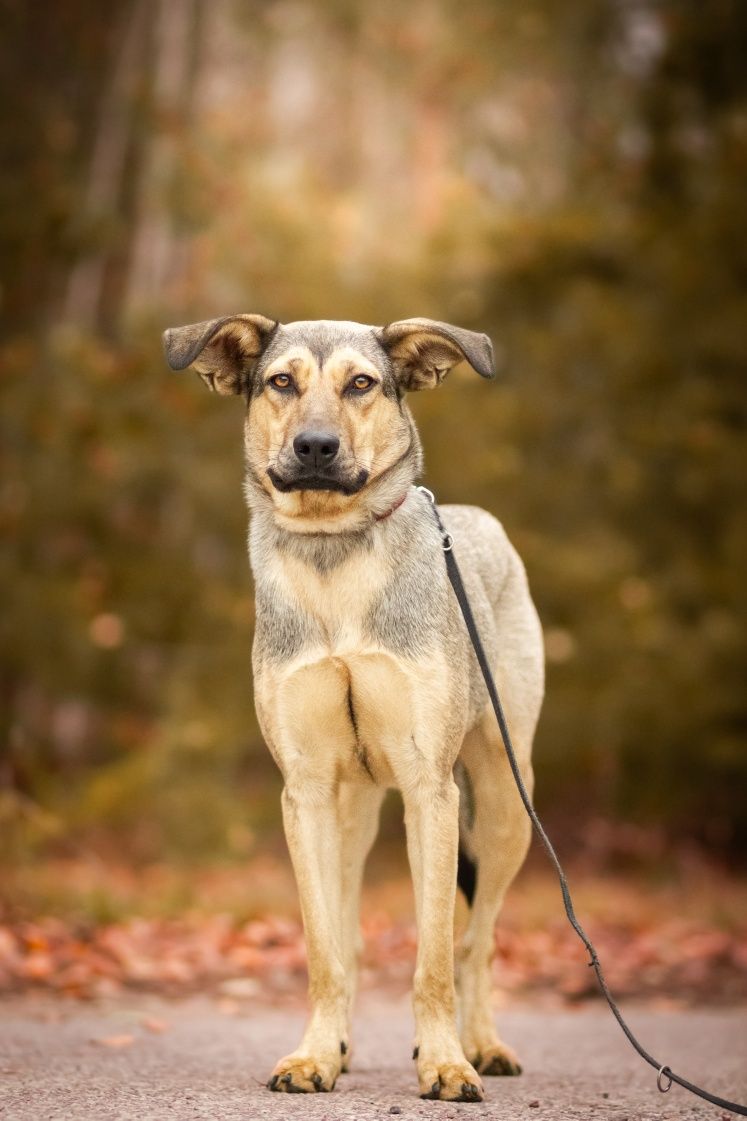 Tofi do pilnej adopcji!