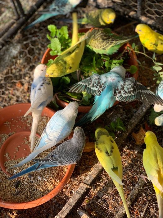 Periquitos Mutações