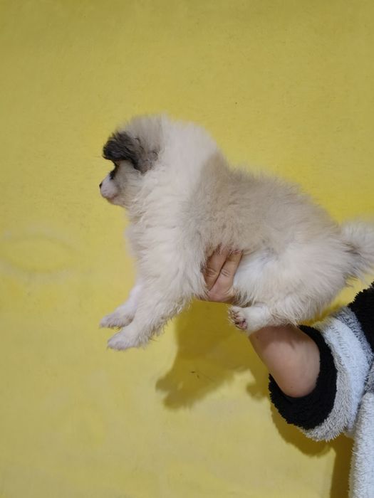 Spitz alemão menina