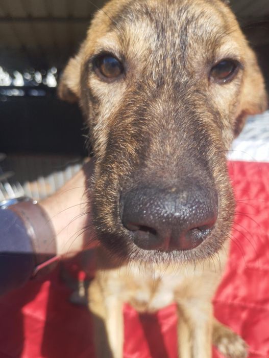 Xana para adoção muito responsável