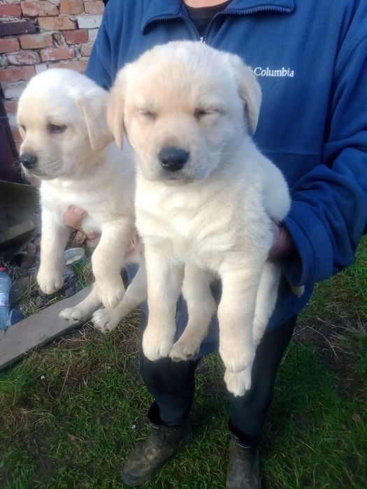 Продам лабрадорів