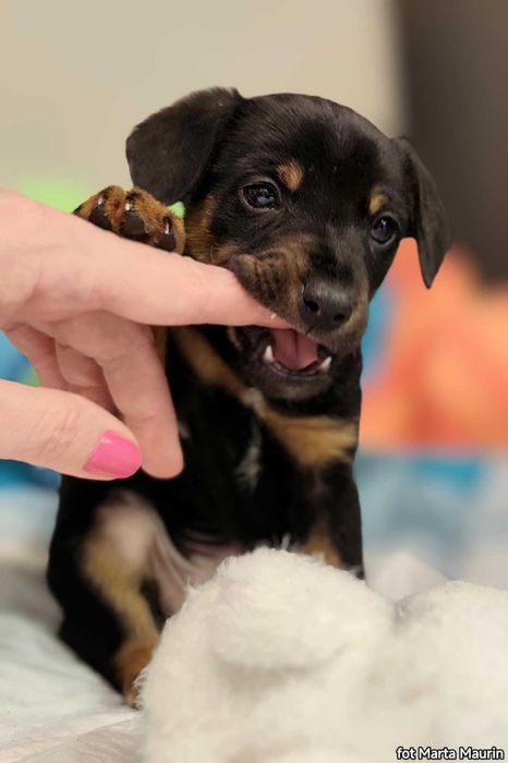 SUWAK - szuka Super Domu!