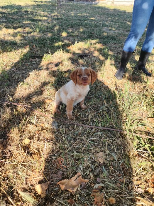 Epagneul  Breton com lop e afixo