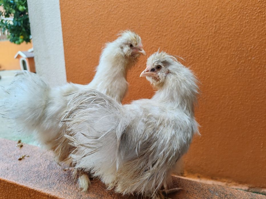 Sedosas barbudos e fracas cinza claro cores diversa