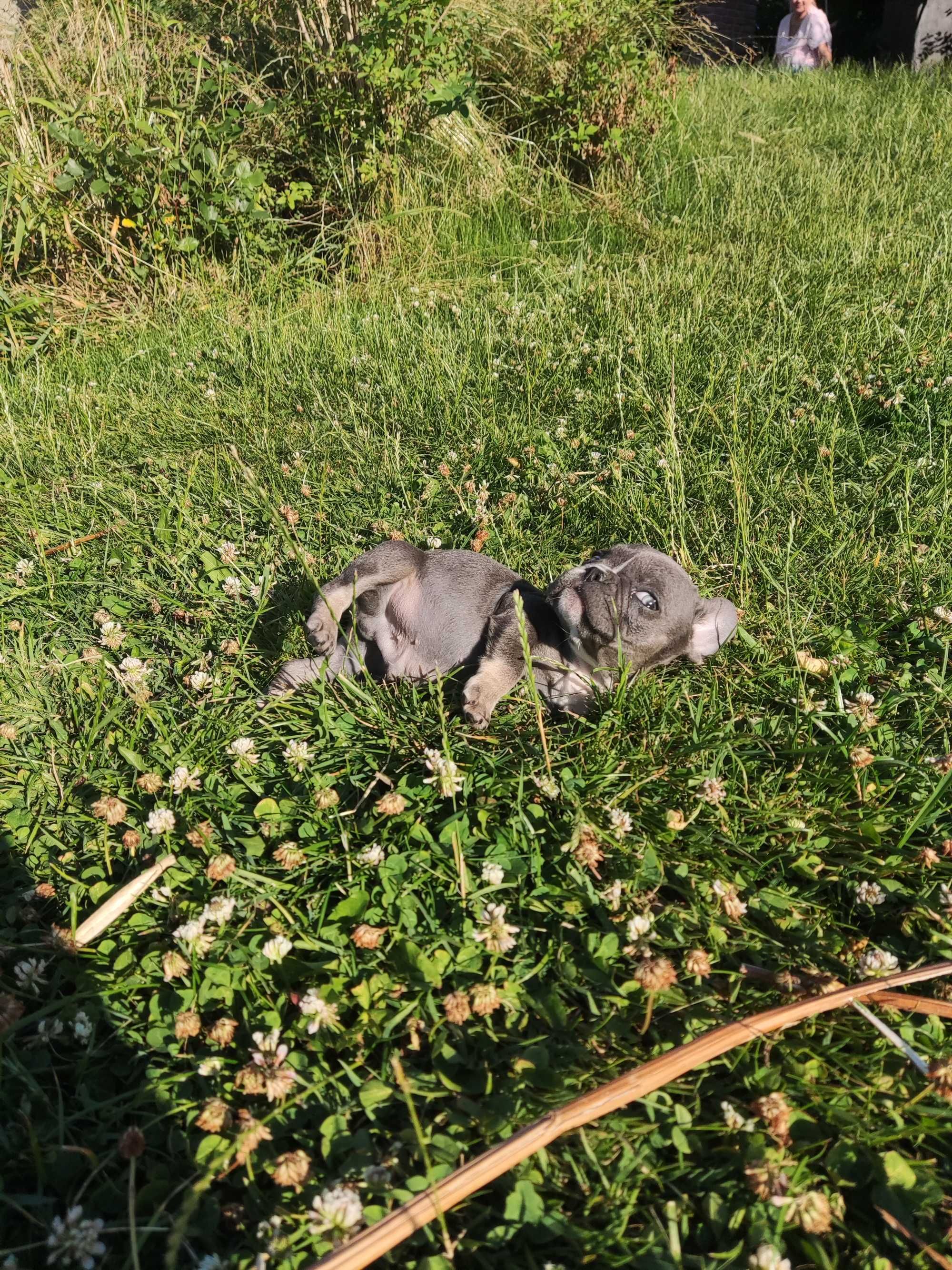 Buldog francuski
