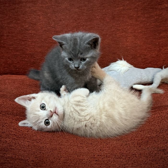 Котята (кошка и кот) в хорошие руки