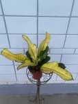Codiaeum (Кротон)  Вілма