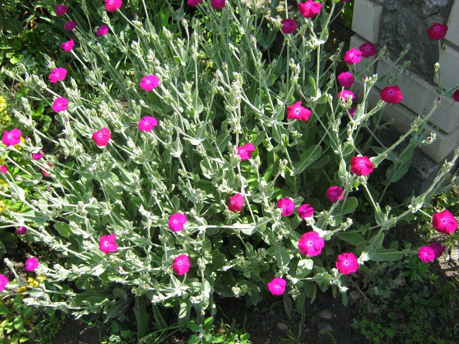 CL-511и PG-510  premium+