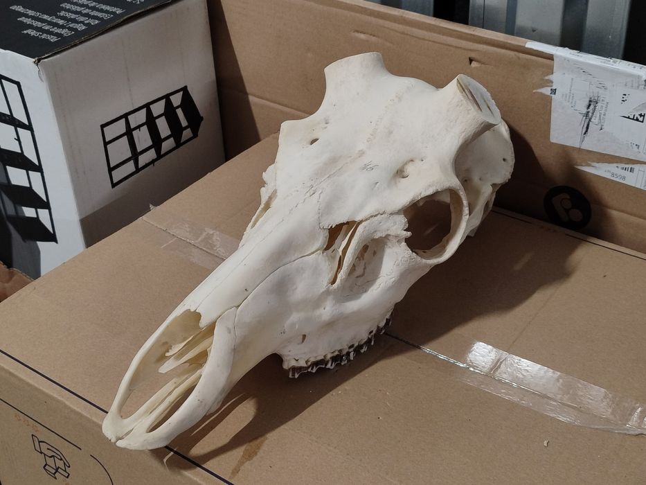 Poroże,Czaszka Jelenia pod zrzuty