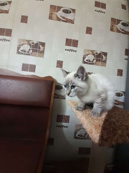 Котик і кішка у добрі руки.