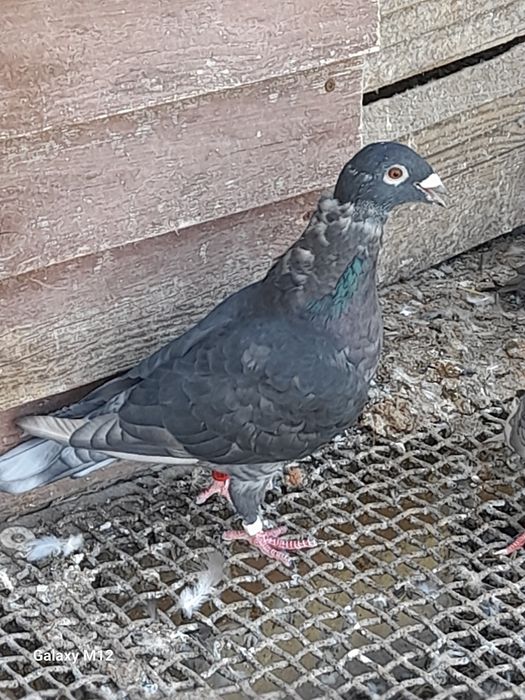 Gołębie pocztowe rubella