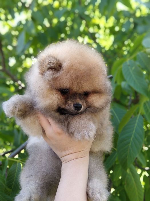 Хлопчик шпіц мішка