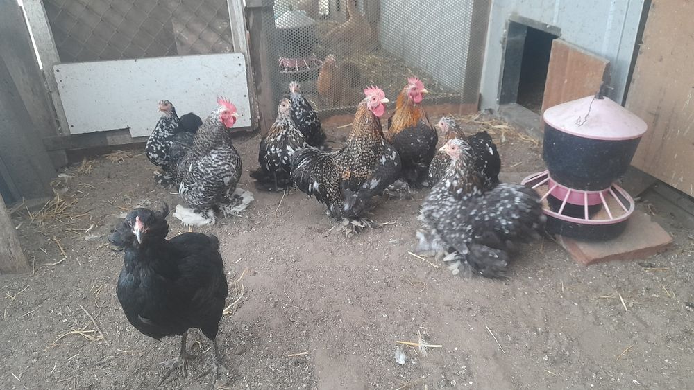 Sprzedam Kogutki Kochiny