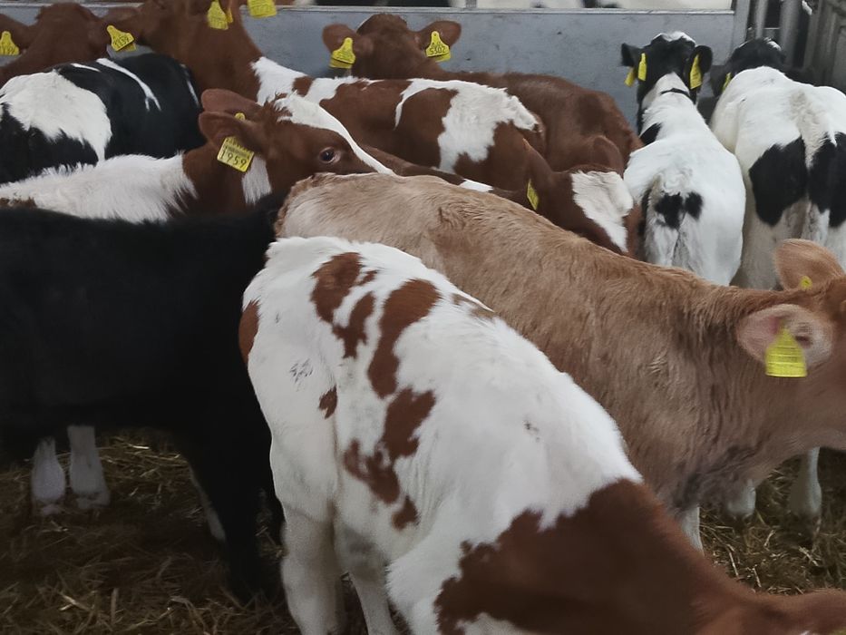 Sprzedam byczki ze zdjęcia samodzielne.