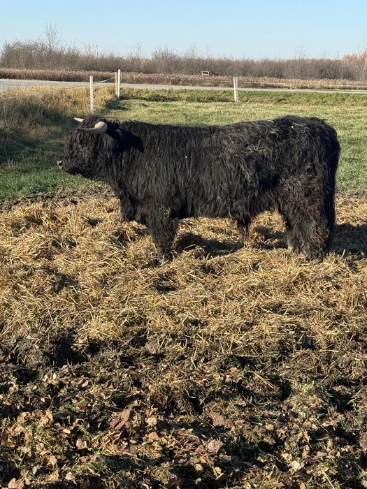 Byk , bydło szkockie Highland Cattle