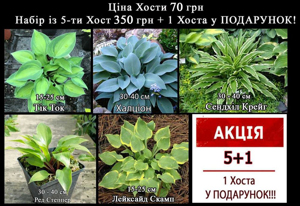 РОЗПРОДАЖ!!! Хоста 35 сортів
