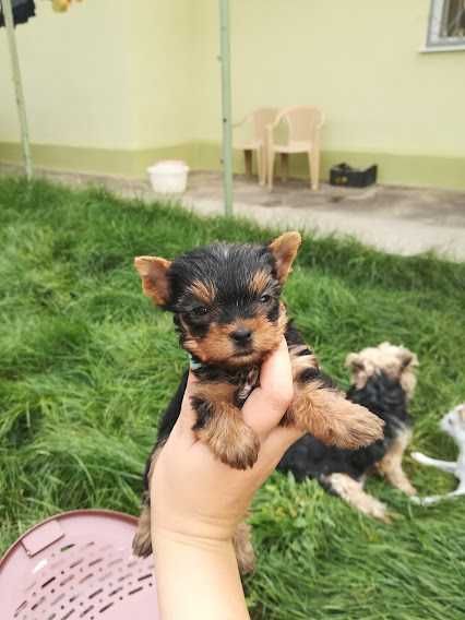 Крихітні комочки щастя – породисті йорки для душі й серця