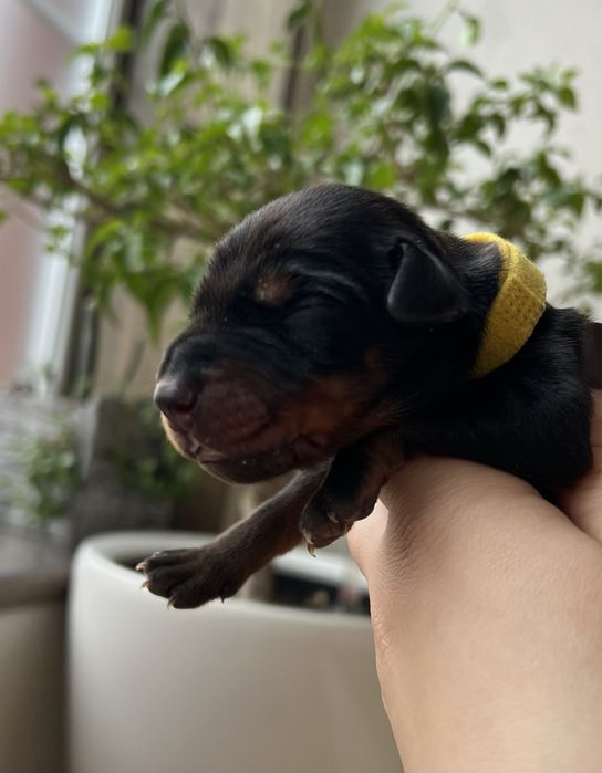 Цуценята добермана в розпліднику