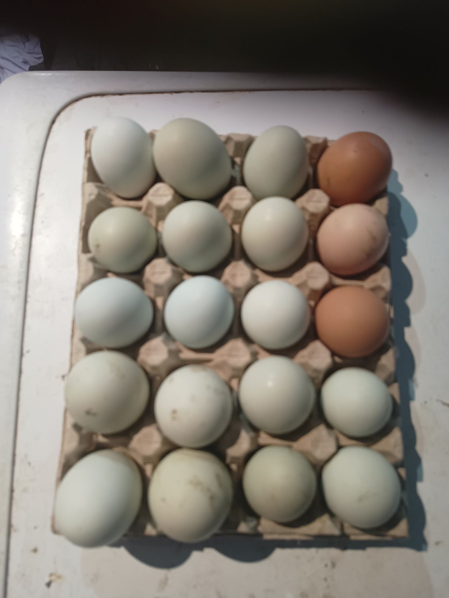 Kolorowe jaja lęgowe