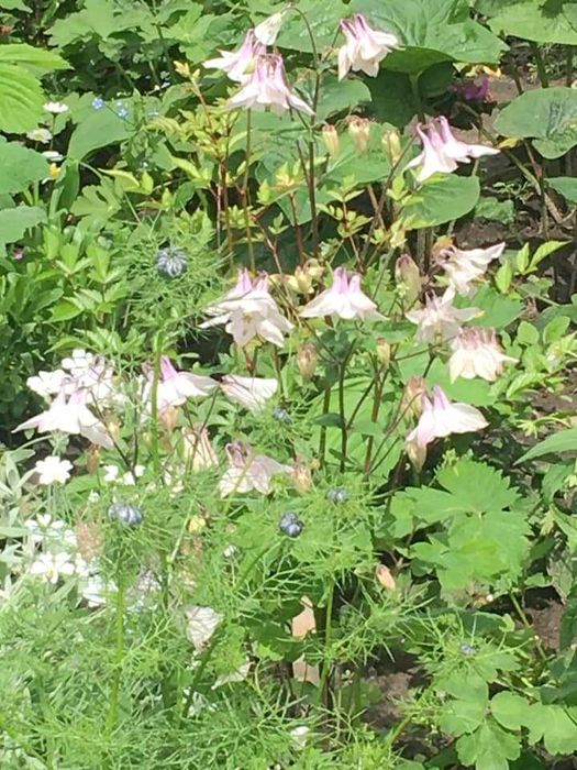 Многолетние цветы и кустарники.