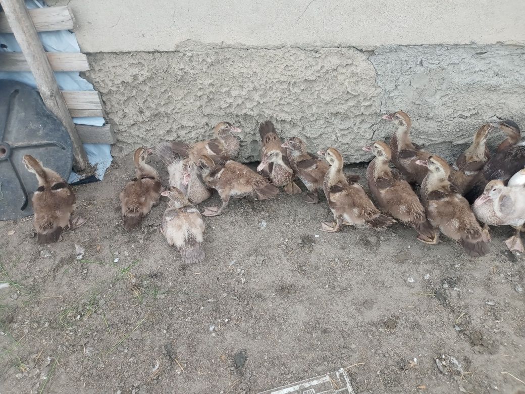Kaczki pekinki czekoladowe
