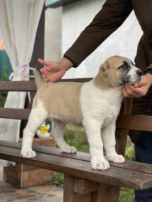Цуценята алабая.