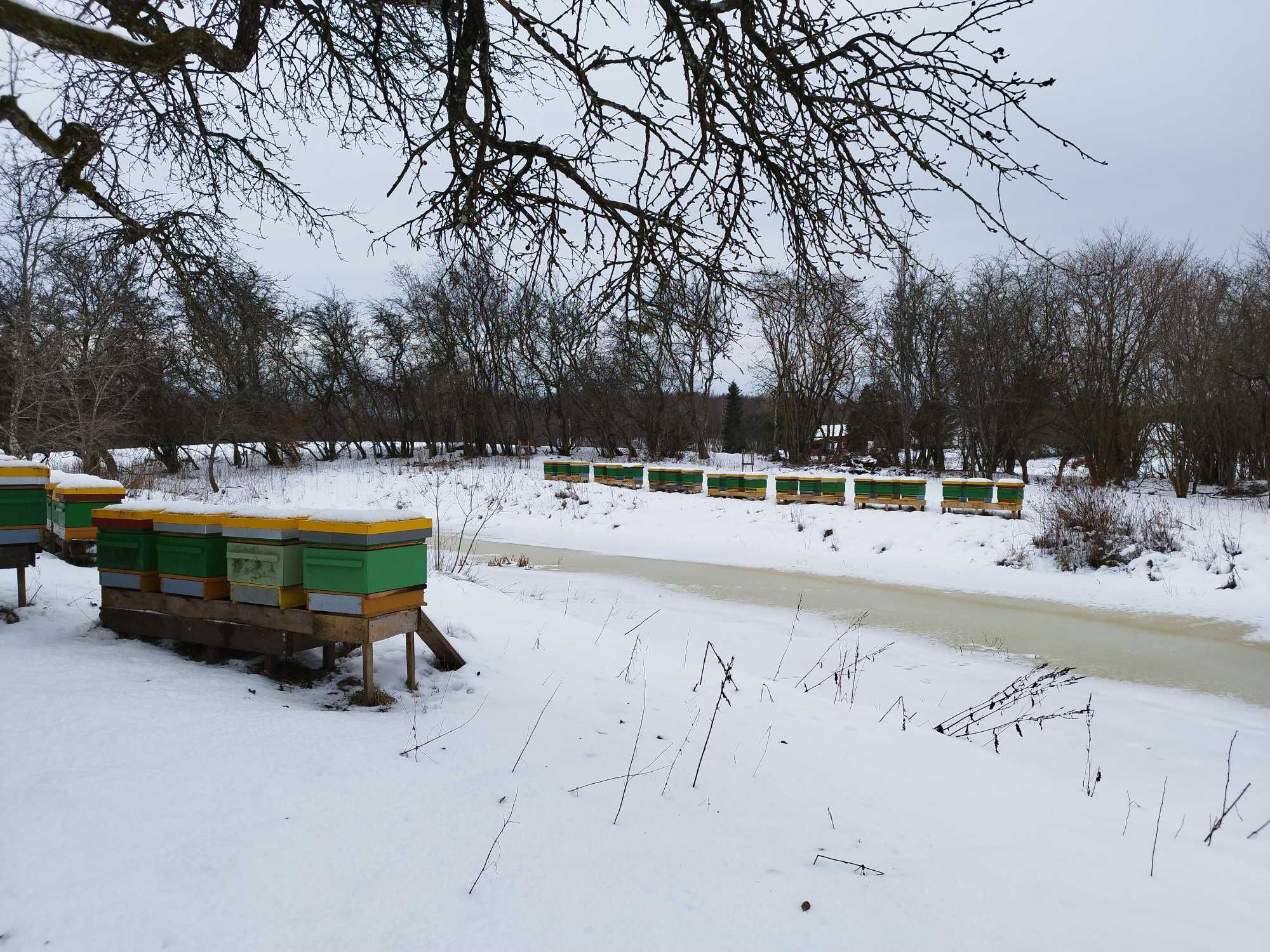 Miód z własnej pasieki