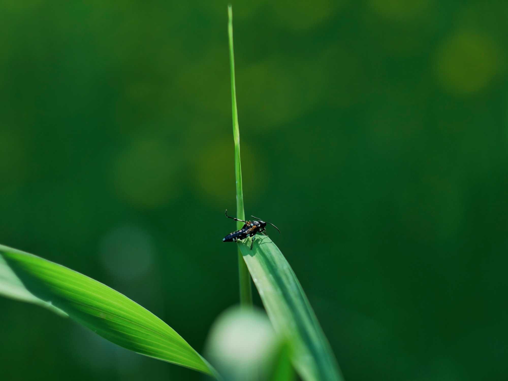 Aparat Lumix G7 + 2 obiektywy