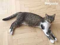 Bogusia szuka domu !